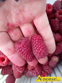 Anonse MALINA, Przechyba, Sadzonki maliny letniej o b.duzych owocach, c.1,5z�. BYCHAWA