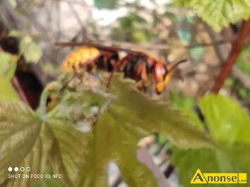 Anonse MʯCZYZNA, 33, zainteresowania: naturalistyczne, Je�li wspierasz pszczo�y, lubisz ogr�d, starasz si� od�ywia� z w�asnego ogr�dka zamiast bie