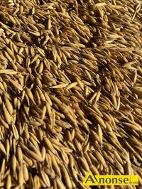 Anonse OWIES, Sprzedam owies nadaj�cy si� do siewu., c.60z�. TRZEBIE�