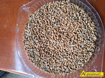 Anonse PSZEN�YTO, Sprzedam pszenzyto ozime, czyste suche ziarno. Kontakt telefoniczny, c.70z�/q. STUDZIANKI PANCERNE