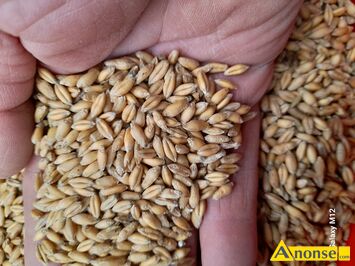 Anonse PSZEN�YTO, sprzedam pszen�yto ozime Orinoko drugi rok po centrali oko�o 2 ton .cena 80 z� za 100 kg ., c.80z�/q. D�BR�WKA ZAB�OTNIA 511-37