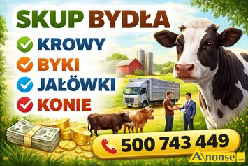 Anonse ZAKUPI�: byk, Witam kupi� krowy byki ja��wki odsadki konie odbi�r z gospodarstwa p�atno�� got�wk� lub przelewem zapraszam do kontaktu, c.18z