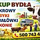 ZAKUPI�: byk, Witam kupi� krowy byki ja��wki odsadki konie odbi�r z gospodarstwa p�atno�� got�wk� lub przelewem zapraszam do kontaktu, c.18z