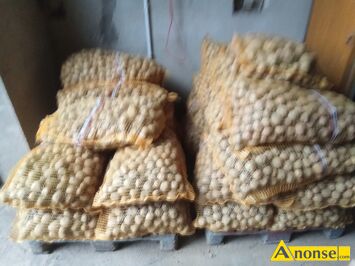 Anonse ZIEMNIAKI, Drobne, 0,40 z�, c.0,4z�/kg. DYS