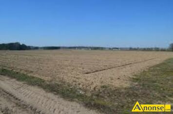 Anonse BUJAK, dzia�ka 24000m<sup>2</sup>, rolna, Sprzedam 2,4 ha ziemie orna w jednym kawa�ku po 8,5z�/ m2,w miejscowo�ci Bujak gmina Skaryszew woj mazowiecki