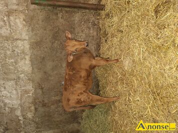 Anonse CIEL�, rasa LIMUSE, Sprzedam, c.2.500z�. RADOM
