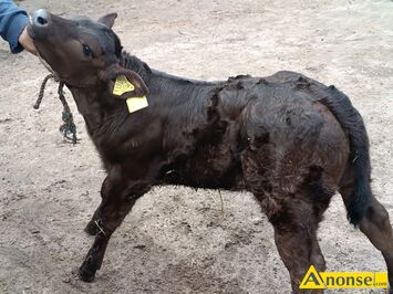 Anonse CIEL�, rasa MI�SNA, 90 kg, c.2.500z�. CECYL�WKA-BRZ�ZKA
