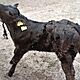 CIEL�, rasa MI�SNA, 90 kg, c.2.500z�. CECYL�WKA-BRZ�ZKA