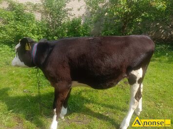 Anonse JA��WKA, Sprzedam dwie ja��wki bardzo ladnej budowy obie s� wyprowadzane na traw� jedna jest rasy simental a druga limusine, c.8.500z�. KAZA