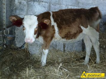 Anonse JA��WKA, rasa SIMENTAL, Sprzedam ja��wk� bia�o czerwon� wiek 4 mce, �adna zadbana z gospodarstwa, c.3.100z�. K�ON�W
