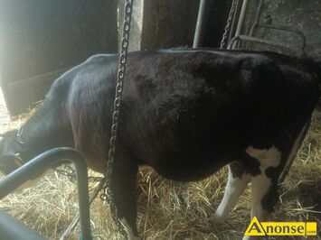 Anonse JA��WKI, Sprzedam dwie ja��wki jedna limusine druga simental obie �adnej budowy i s� wyprowadzane na traw� cena za dwie 9500 Jedna ma 5 mies