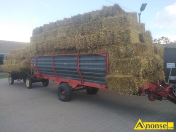Anonse S�OMA, owsiana, w kostkach, czysta bez chwast�w du�e kostki 5z�/sz mam tez �ytni� du�e kostki 6zl/sz czysta po �ycie dankoskim zlotym s�oma