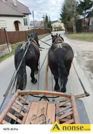 Anonse KLACZ, rasa ZIMNOKRWISTA, Sprzedam klacz zimnokrwista typ sok�lski: o imieniu BELLA urodzona 26.03.2023r., masc kara, chodzi w zaprzegu w pa