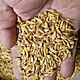 MIESZANKA, sprzedam mieszank� jar� pszenica,j�czmie�, owies,oko�o1500 kg .Cena 70 z� za 100 kg ., c.70z�/q. D�BR�WKA ZAB�OTNIA
