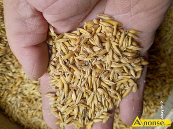Anonse - MIESZANKA, sprzedam mieszankę zbożową jarą pszenica,jęczmień, owies,około1500 kg .Cena 70 zł za 100 kg ., c.70zł/q. DĄBRÓWKA ZABŁOTNIA 511 Anonse MIESZANKA, sprzedam mieszankę zbożową jarą pszenica,jęczmień, owies,około1500 kg .Cena 70 zł za 100 kg ., c.70zł/q. DĄBRÓWKA ZABŁOTNIA 511