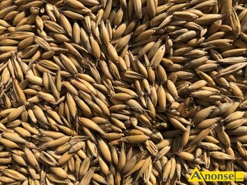 Anonse OWIES, c.60z�/q. WOLA ZG�OBIE�SKA