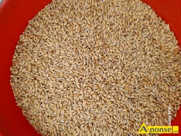 Anonse PSZEN�YTO, sprzedam pszen�yto ozime Orinoko drugi rok po centrali oko�o 2 ton .cena 70 z� za 100 kg ., c.70z�/q. D�BR�WKA ZAB�OTNIA 511-37
