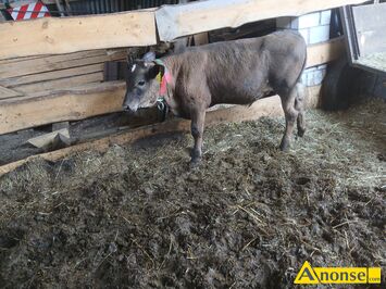 Anonse BYK, rasa SIMENTAL, rasa mi�sna, c.4.000z�. GLINIEC