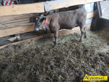 Anonse BYK, rasa SIMENTAL, rasa mi�sna, c.4.000z�. GLINIEC