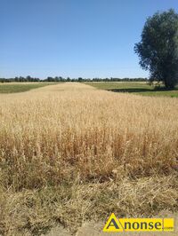 Anonse S�OMA, Sprzedam s�om� po kombajnie do w�asnego prasowania z 3 ha.owsa oraz z 4 ha.pszen�yta.S�oma czysta bez chwast�w, pola w kilku kawa�kac