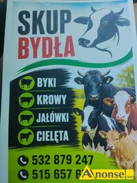 Anonse BYCZKI, Skup byd�a byki krowy ja��wki i cielaki ceny eksportowe w ka�dej kondycji p�atno�� got�wka lub przelew wyrejestrowanie na miejscu, c