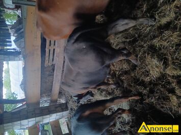 Anonse BYK, rasa SIMENTAL, c.4.100z� do uzg.. PRZYSUCHA