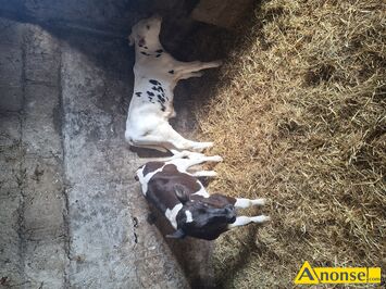 Anonse CIEL�TA, rasa SIMENTAL, Sprzedam byczka i ja��weczke cena 1700 sztuka, c.1.700z�. RADOM
