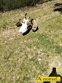 Anonse JAJKA, Kacze, Kacze 3zl �wier�e jajka na paszy ekologicznej na wolnym wybiegu, c.3z�. TUMLIN-W�GLE