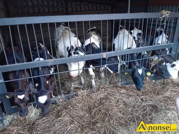 Anonse JA��WKI, rasa MIESZA�CE CZARNO BIA�E, 7sztuk jalowek Od 3do 6miesiecy, c.21.000z�. KOWALA