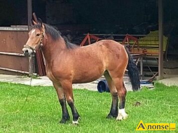 Anonse KLACZ, rasa ZIMNOKRWISTA, Sprzedam �r�bk� 12 miesi�cy, c.7.000z�. WSOLA