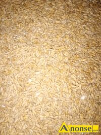 Anonse PSZEN�YTO, Sprzedam pszen�yto TRIBUTO pierwszy rok po centrali mo�e by� odwiane, c.90z�. RADLIN