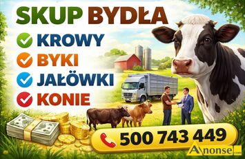 Anonse ZAKUPI�: byk, Witam kupi� krowy byki ja��wki odsadki konie odbi�r osobisty z gospodarstwa p�atno�� got�wk� lub przelewem, c.16z�. BORKI 50