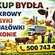 ZAKUPI�: byk, Witam kupi� krowy byki ja��wki odsadki konie odbi�r osobisty z gospodarstwa p�atno�� got�wk� lub przelewem, c.16z�. BORKI 50