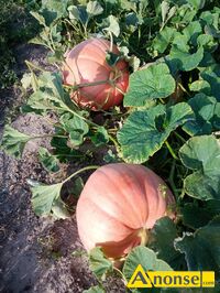 Anonse DYNIA, Witam, sprzedam dyni� ekologiczn�. Cena 50 gr za 1 kg. Prosz� o kontakt pod nr 514456276 Nie odpowiadam na smsy, wiadomo�ci tekstowe,