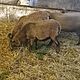 owce , rasa KAMERUSKA,opis dodatkowy: Sprzedam owce kameruskie . Roczne kotne cena 370z/szt. Wi - image 1 - anonse.com