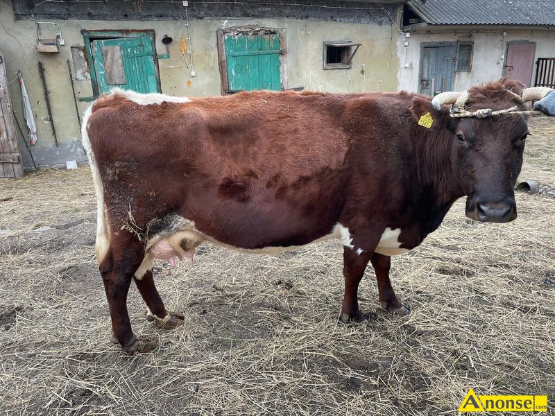 krowa , spokojna, mikka,opis dodatkowy: Krowa Rasa MM waga 650kg  6 lat - image 0 - anonse.com