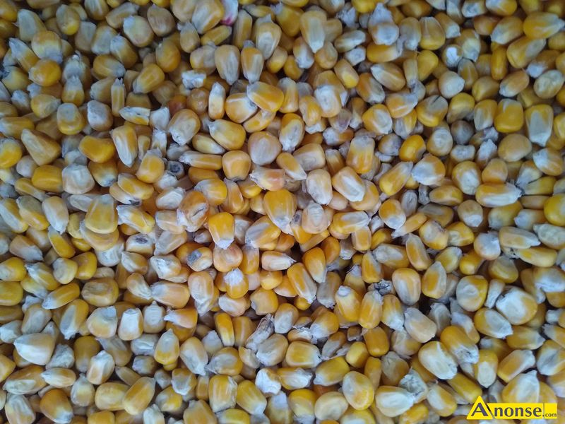 kukurydza ,opis dodatkowy: Sprzedam kukurydze pakowan po 25 kg kukurydza jest odwiana bez adnych  - image 0 - anonse.com
