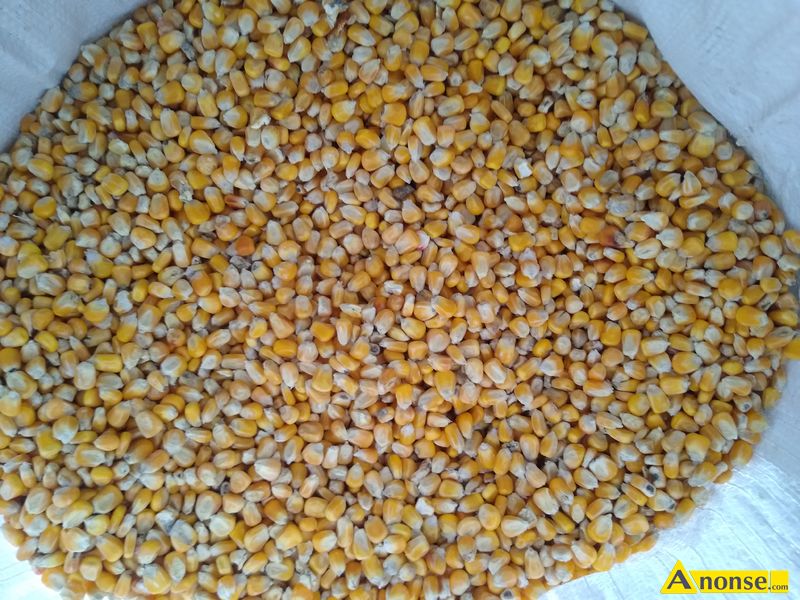 kukurydza ,opis dodatkowy: Sprzedam kukurydze pakowan po 25 kg kukurydza jest odwiana bez adnych  - image 1 - anonse.com
