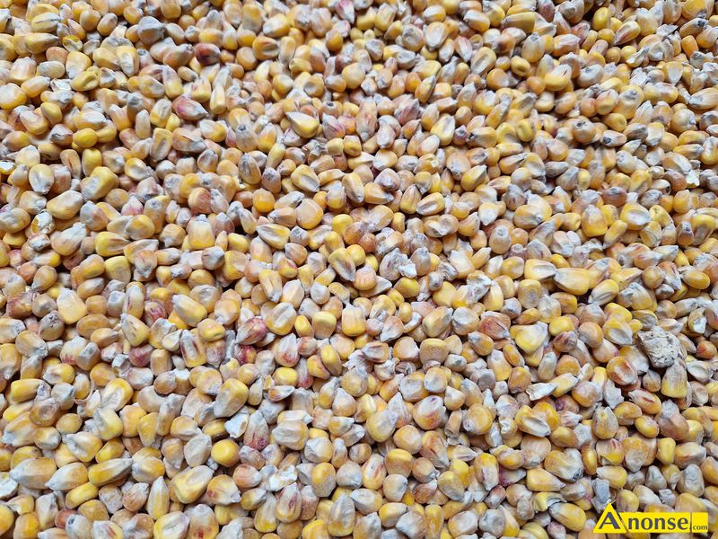 kukurydza ,opis dodatkowy: sucha, wysuszona - image 0 - anonse.com