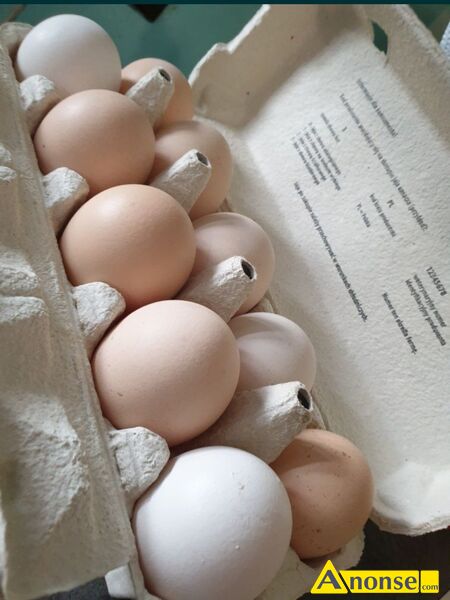 Jajka ,opis dodatkowy: Witam mam na sprzeda jajka wiejskie z wasnego chowu cena 1szt- 1z - image 0 - anonse.com