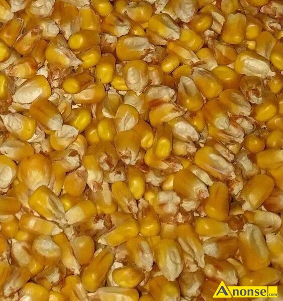 kukurydza ,opis dodatkowy: Kukurydza suszona 2023. Workujemy po 50 kg ( na yczenie 25, 30 lub 40kg - image 0 - anonse.com