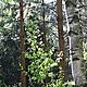 LIPSKO , dziaka 1700m2, lena,opis dodatkowy: Dziaka nieogrodzona stanowica las mieszany modrzew - image 4 - anonse.com