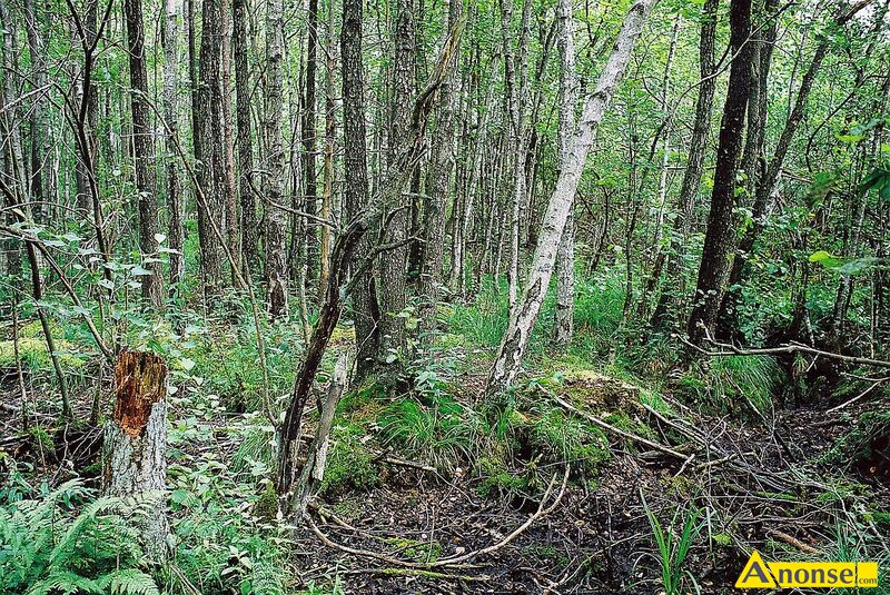 LIPSKO , dziaka 1700m2, lena,opis dodatkowy: Dziaka nieogrodzona stanowica las mieszany modrzew - image 3 - anonse.com