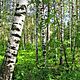 LIPSKO , dziaka 1700m2, lena,opis dodatkowy: Dziaka nieogrodzona stanowica las mieszany modrzew - image 2 - anonse.com