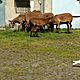 owce , rasa KAMERUSKA,opis dodatkowy: sprzedam stado owiec kameruskich, 
stado liczy 9 sztuk
3 ow - image 2 - anonse.com