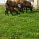 owce , rasa KAMERUSKA,opis dodatkowy: Sprzedam owce kameruskie w rnym wieku - image 2 - anonse.com