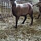 owce , rasa KAMIENIECKA,opis dodatkowy: Sprzedam owieczk kamerusk 6 miesiczn - image 4 - anonse.com
