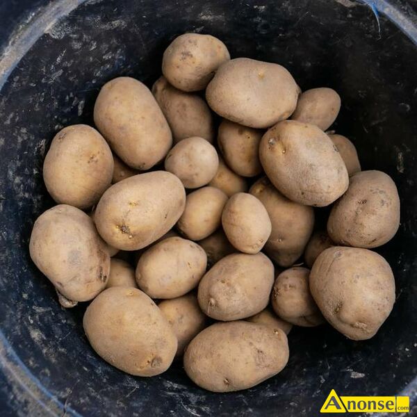 ziemniaki  sadzeniaki, Queen Anne,opis dodatkowy: Posiadam 1 kwintal - image 0 - anonse.com