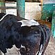 krowa ,opis dodatkowy: Sprzedam krow mleczn wiek 8lat na wycieleniu termin wycielenia pierwsza po - image 1 - anonse.com