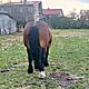 ogier , rasa ZIMNOKRWISTA,opis dodatkowy: Nygus 82pkt, wymiary z weryfikacji 163/230/28,5 ZAPRASZA - image 2 - anonse.com